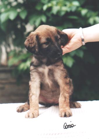 Fawn Girl - STAY SWEET FAIR BABY DEL GRAN PAMIR