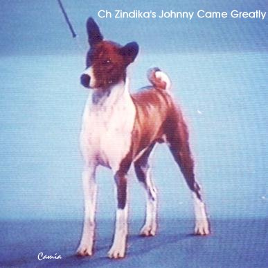 The most beautiful Basenji I've seen "live" so far, the Group 5 Winner 