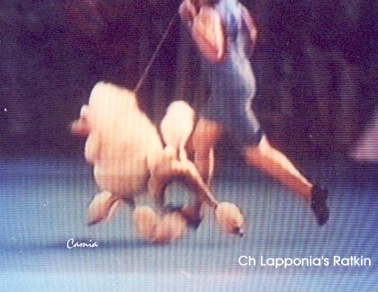 The BIS-2 winner, the Finnish Standard Poodle Ch Lapponia's Ratkin