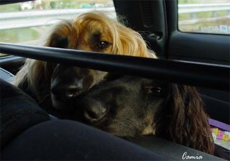 Tuuli & Venus resting in the car...